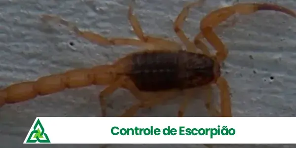 Controle de Escorpião - Astral RJ Oeste