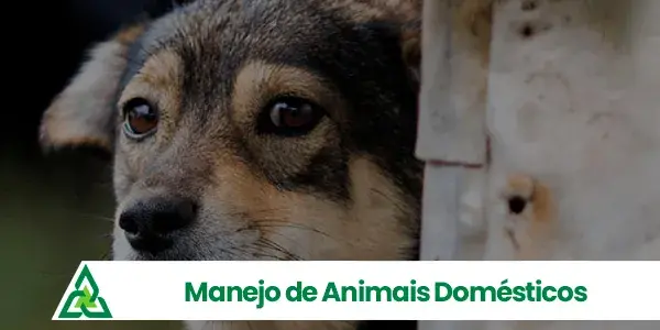 Manejo de Animais Domésticos - Astral RJ Oeste