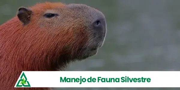 Manejo de Fauna Silvestre - Astral RJ Oeste